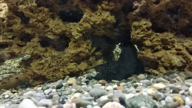 Синодонтис сом перевертыш смотреть онлайн