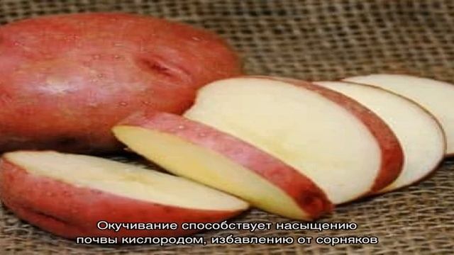 Высокоурожайный сорт картофеля «Роко», идеально подходящий для варки и запекания