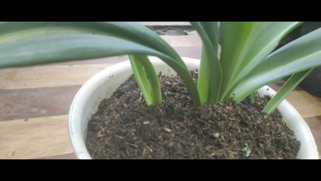 HIPPEASTRUM SI BUNGA BAKUNG смотреть онлайн