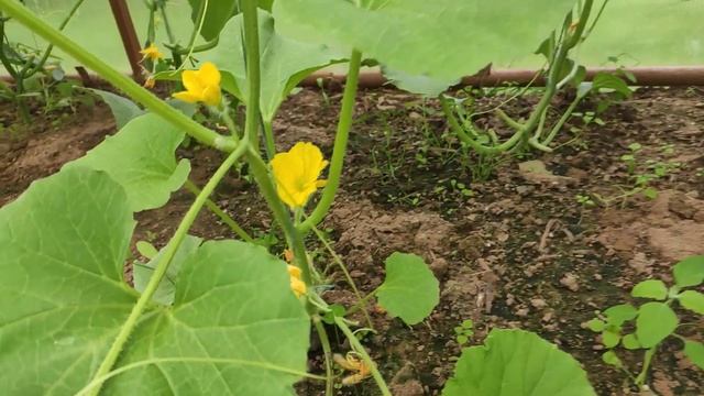 Выращивание арбузов в Ленинградской области в теплице. смотреть онлайн