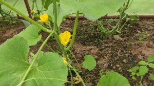 Выращивание арбузов в Ленинградской области в теплице.