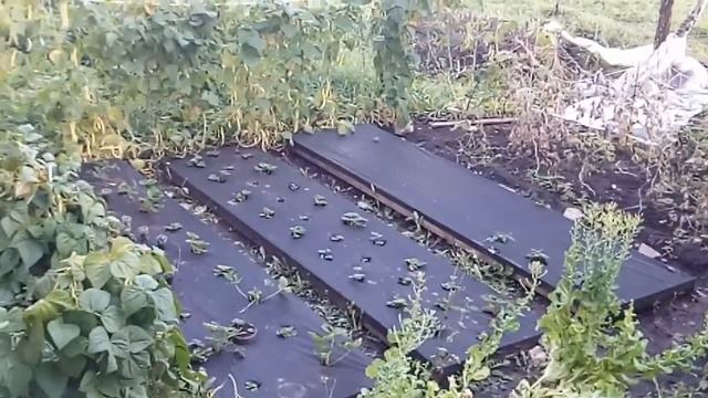 Тёплые грядки под окном смотреть онлайн