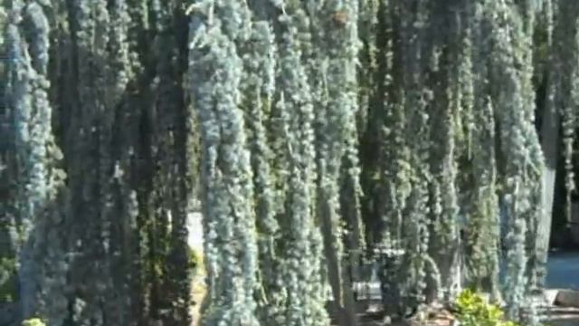 Weeping Blue Cedar смотреть онлайн