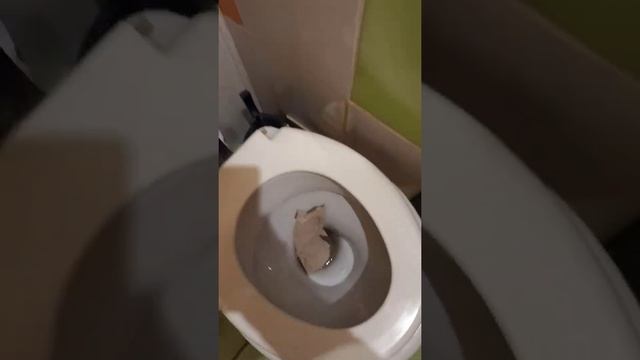 Лайфхаки в уборной. Как сходить в туалет без брызг. Как культурно посетить общественный туалет. смотреть онлайн