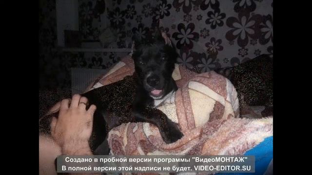 Amstaff.Амстафф,Стафорд....