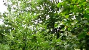 Почему гниют абрикосы прямо на ветках дерева