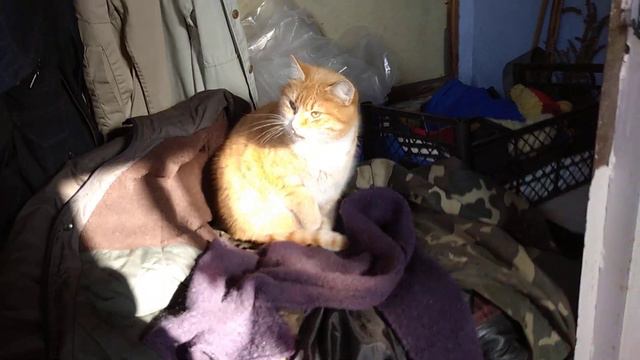 Ура! На улице солнце! А моё рыжее солнце дрыхнет. смотреть онлайн