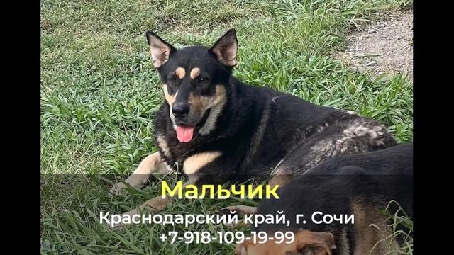 Пропала собака ! Мальчик , Краснодарский край , г. Сочи смотреть онлайн