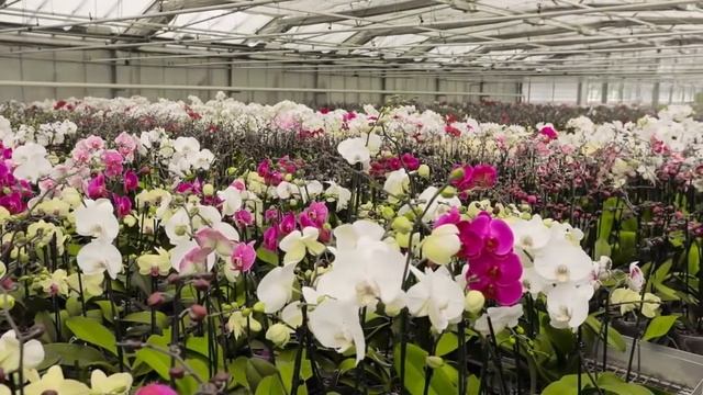 ORCHIDS FLOWER - VANDA SANDERIANA - AMAZING PLANT - WALING WALING смотреть онлайн