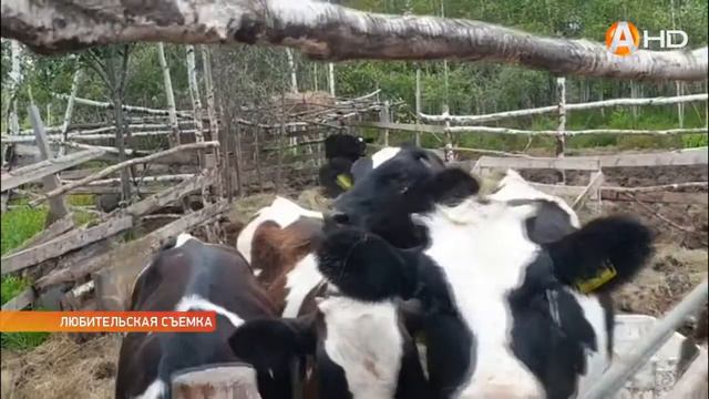 Как освоить «Дальневосточный гектар» с ноля записки фермера смотреть онлайн