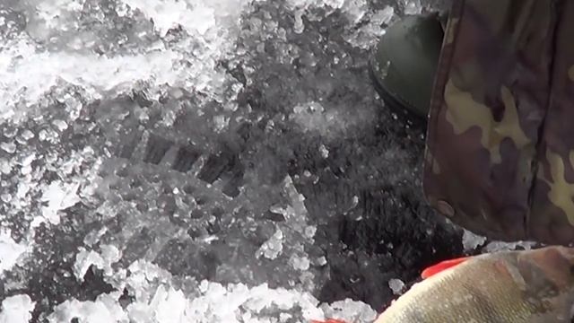 Как ловить окуня зимой? Тонкости ловли окуня со льда зимой. Прикормка окуня зимой. смотреть онлайн