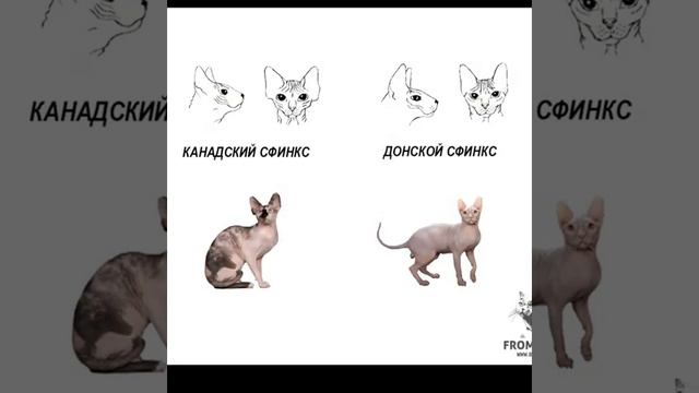 Различия между КАНАДСКИМ И ДОНСКИМ СФИНКСОМ!!! #рекомендации #рек #надежда #удача #говрек смотреть онлайн