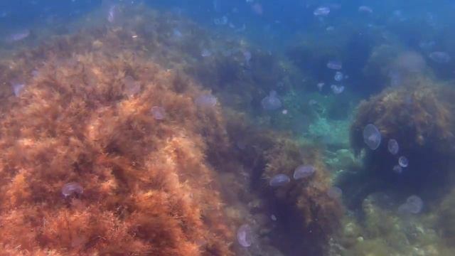 Невероятное количество медуз смотреть онлайн