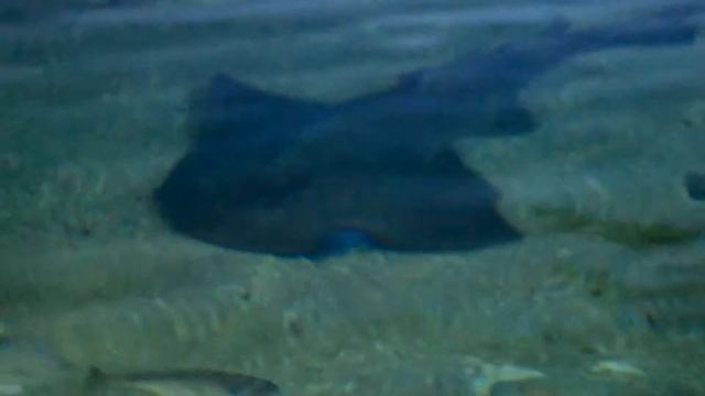 Океанариум в Шарджа смотреть онлайн