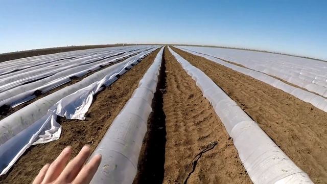 Сахарная кукуруза - серия 9. Виды тоннелей для кукурузы. Значение агроволокна и пленки. смотреть онлайн