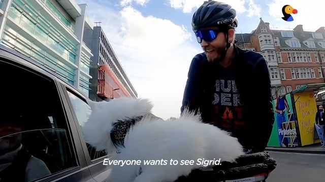 Deaf Cat Loves Riding Around London With Her Dad | The Dodo Cat Crazy смотреть онлайн