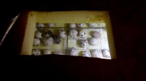 Инкубатор своими руками / Как сделать инкубатор