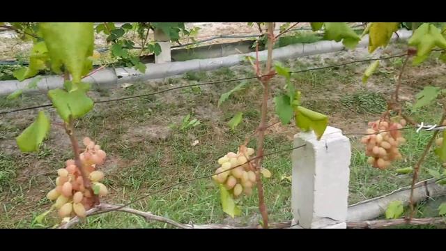 Это сложно понять Виноградник 26 08 2023 смотреть онлайн