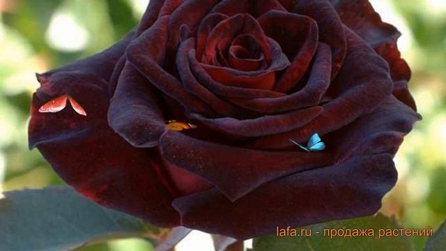 Роза чайно-гибридная Блэк Баккара (black baccara) ? обзор: как сажать, саженцы розы Блэк Баккара смотреть онлайн