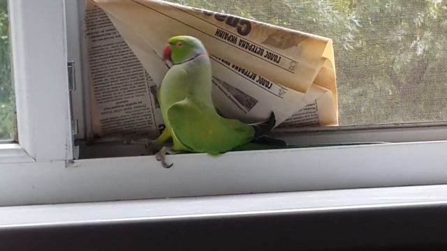 "psittacula krameri" dancing смотреть онлайн
