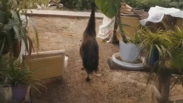 Страусы ЭМУ ::: Жизнь с большими птицами)) #Страусы #СтраусЭМУ #Emu Ostrich #Ostrich смотреть онлайн