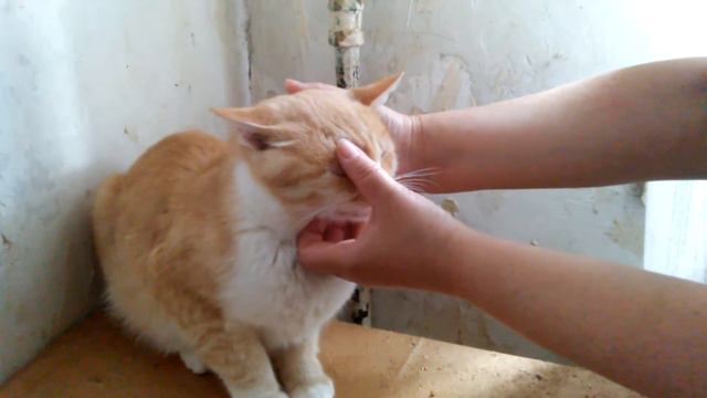 Точная причина болезни Рыжика /Маркиза де Рыжа/