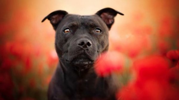 ТОП 10 собак - компаньонов для семьи