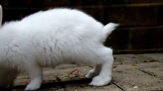 Samsung NX10 sample video, White Bunny смотреть онлайн