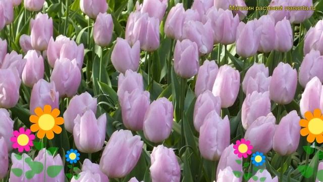 Тюльпан ранний Кенди принц. Краткий обзор, описание характеристик, где купить луковицы Candy Prince смотреть онлайн