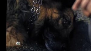 пёс Двойник