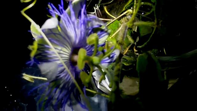 PROTOCARNIVORA - PASIFLORA FOETIDA смотреть онлайн