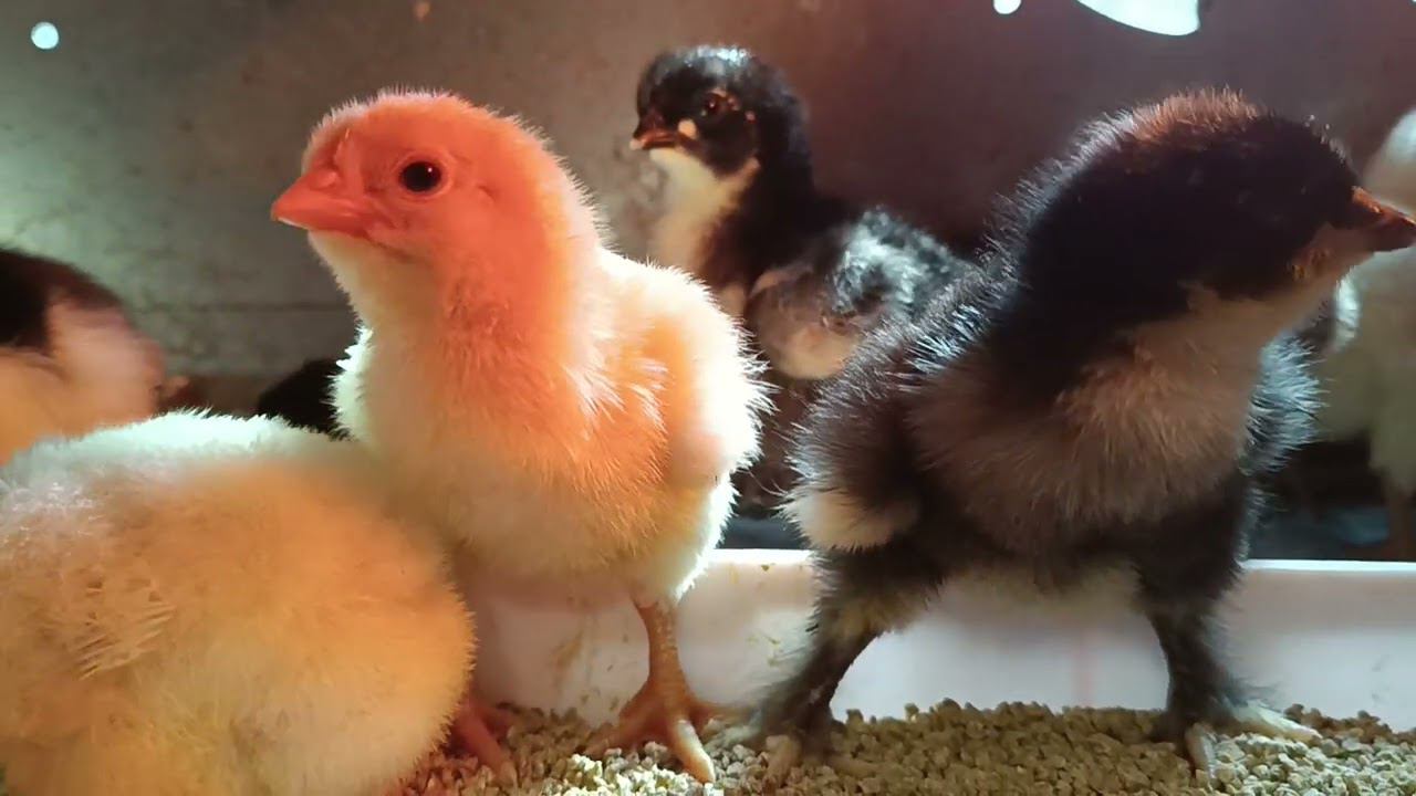 Осенний вывод цыплят)