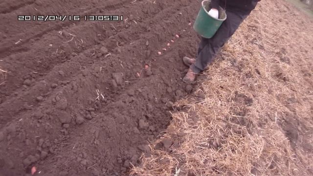 Малий Ржавець, як правильно садити картоплю смотреть онлайн