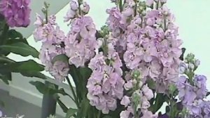 Matthiola (stock) Katz Cherry Blossom vase life