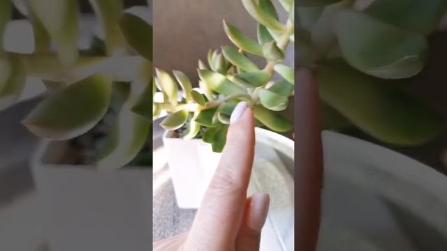 Небольшой обзор про седум Адольфа (sedum Adolpii). Изменения за месяц. смотреть онлайн