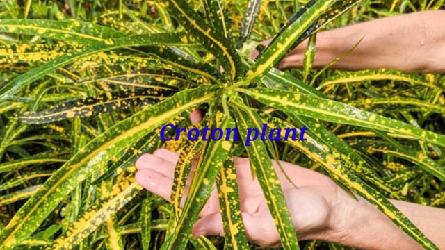 #Croton plant video /croton plant ki care nature joy gardening 🌿🌿🌿 смотреть онлайн