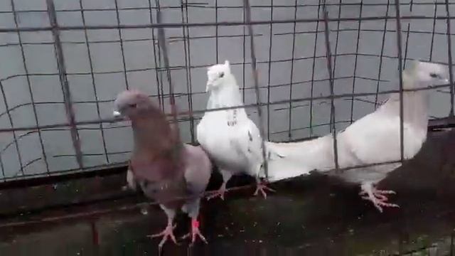 Голуби индийские вертуны! смотреть онлайн