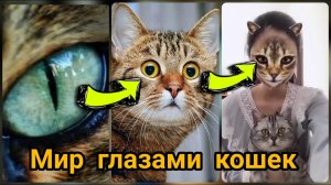 Как видят окружающий мир кошки?