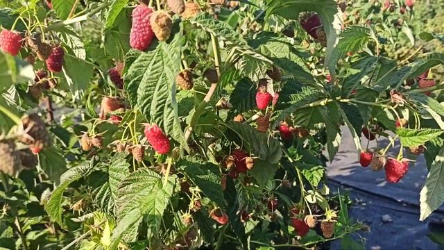 Атлант - прекрасный ранний ремонтантный сорт малины! 20.08.2021 г.Омск смотреть онлайн