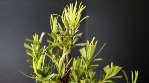 Podocarpus Bonsai Update, July 2016