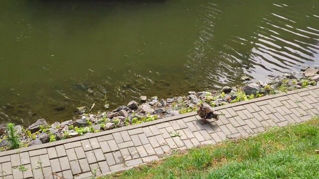 Утята ныряют, как водолазы, утка может немного отдохнуть смотреть онлайн