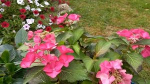 ОБРЕЗАЕМ ГОРТЕНЗИЮ КРУПНОЛИСТНУЮ РЕМОНТАНТНУЮ И НЕ РЕМОНТАНТНУЮ. ФОРМИРУЕМ ЦВЕТОНОСЫ БУДУЩЕГО ГОДА