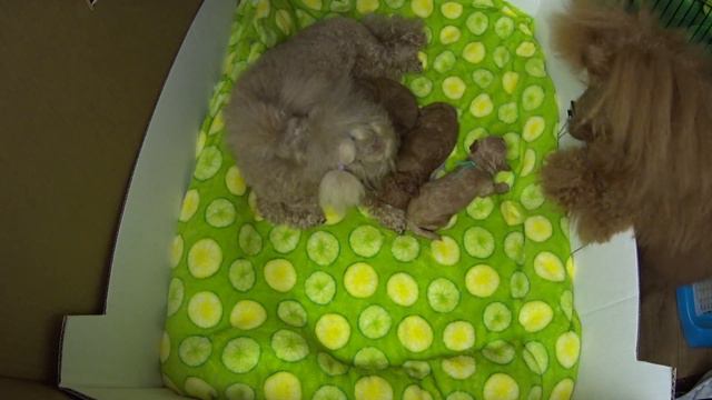 Нюша родила Той Пудель / Toy Poodle смотреть онлайн