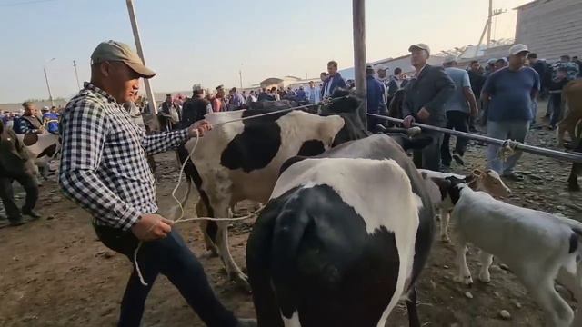 MAYDA MOLLAR VA ONA BOLA SIGIRLAR NARXI SAMARQAND PASTDARGOM JUMA BOZORIDA смотреть онлайн