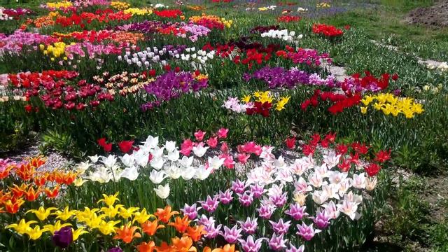 Slow walk through our tulips - with music смотреть онлайн