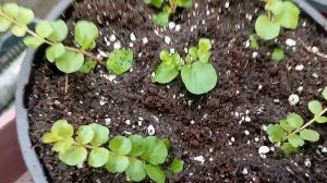 Вербейник монетчатый :  для кашпо