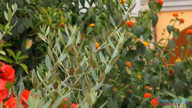 Giovanni Allevi al Valdichiana Outlet Village смотреть онлайн