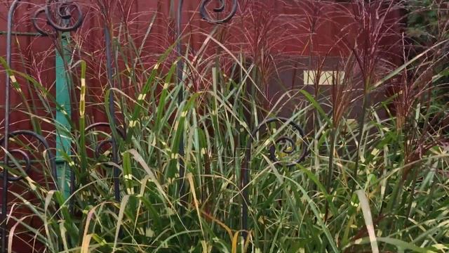 Мискантус китайский Зебринус . Очередной злак в саду #мискантус #зебринус смотреть онлайн