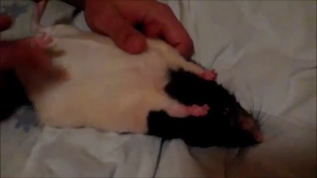 Смешная крыса по имени Рокко,отдыхает))) смотреть онлайн