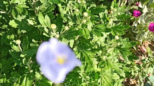 Обзор цветника на 14 июня. смотреть онлайн